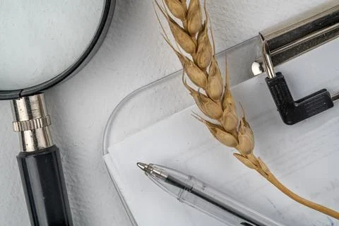Laboratory studies of wheat seeds. Studies on the analysis of agricultural .. Stock Photos