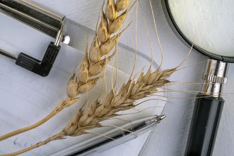 Laboratory studies of wheat seeds. Studies on the analysis of agricultural .. Stock Photos