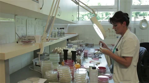 Laboratory technician analyzing microbiological specimens, bacteriology. Stock Footage 50228872