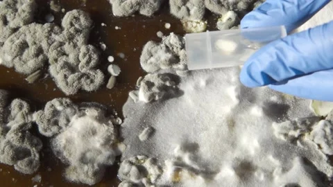 A laboratory technician collects mold samples with tweezers into a test tube to Stock Footage 157671790
