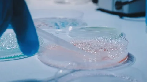 A laboratory technician makes microscopic bacteriological examination with .. Stock Footage 336485662