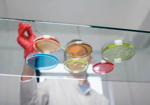 Laboratory technician with petri dishes Stock Photos