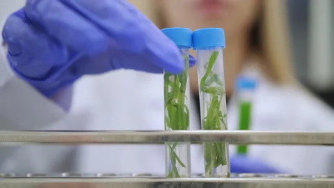 Laboratory technician placed plant extract in test tubes into the rack at Stock Footage 343105896