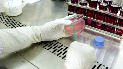 Laboratory technician working with petri dish for analysis in the microbiology Stock Footage 273156342