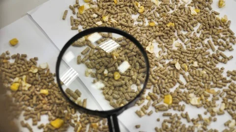 Laboratory testing of granulated animal feed using a magnifying glass Stock Footage 125990217