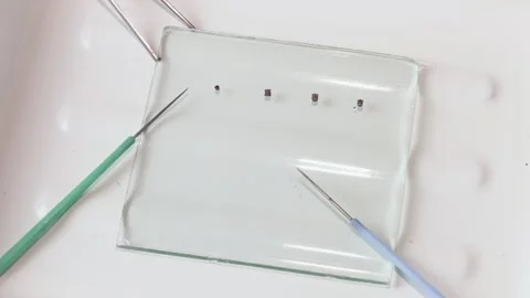 Laboratory testing of infectious parasites Stock Footage 126747898