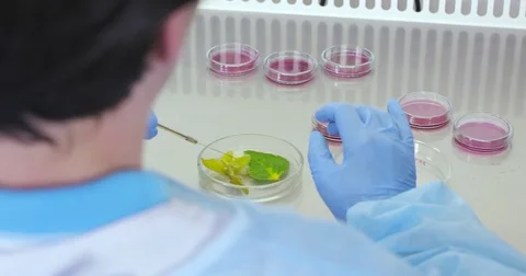 A laboratory for the testing of plants Stock Footage 78876769