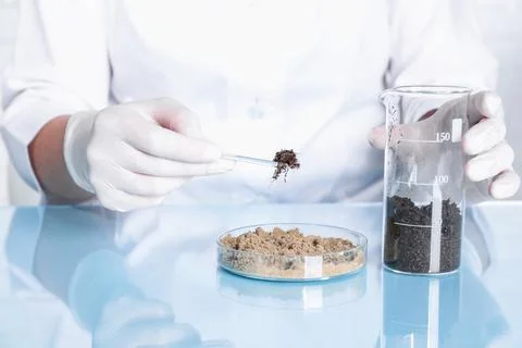 Laboratory testing. Scientist working with soil samples at table indoors, c.. Stock Photos