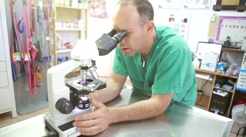 Laboratory tests animals in veterinary Stock Footage 62828561