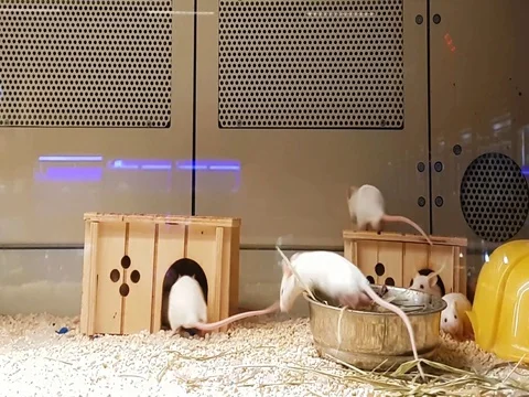 Laboratory white mice Stock Footage 73351021