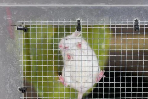 Laboratory white mouse on a wire mesh in a cage. Stock Photos