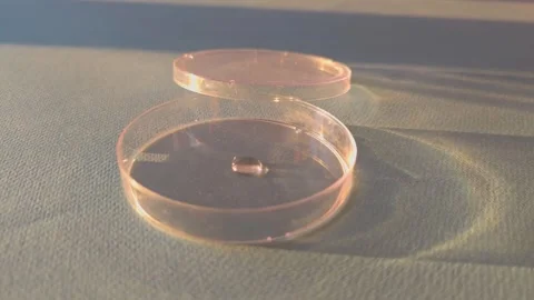 Laboratory work with petri dish and pipette for scientific testing Stock Footage 345089601