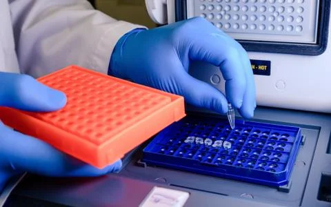 A laboratory worker arranging pipette tips in a blue container for a coronavi Foto stock