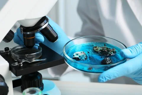 Laboratory worker holding petri dish with sample near microscope at table i.. Stock Photos
