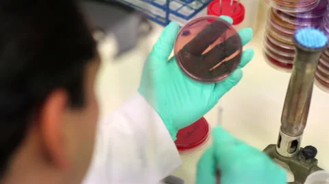Laboratory worker testing microorganisms into a petri dish. CLOSE UP. Stock Footage 40999251