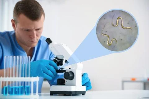 Laboratory worker using modern microscope to examine helminths indoors. Zoo.. Foto stock