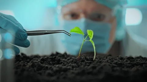 In the laboratory, a young scientist analyzes the sprout of a seedling that Stock Footage 278247683