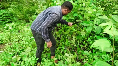 Laborer slashes dense foliage using a machete Stock Footage 314177633