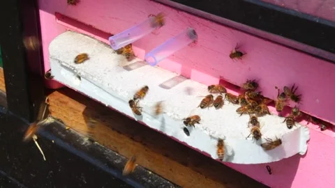 Laborious bees are flying at a blue beehive hole on a sunny day in summer. Stock Footage 241098811
