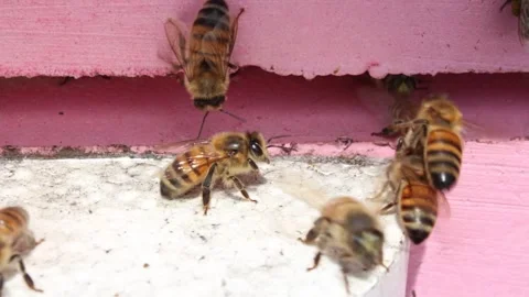 Laborious bees are flying at a blue beehive hole on a sunny day in summer Stock Footage 241099210