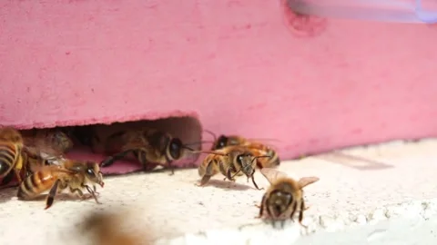 Laborious bees are flying at a blue beehive hole on a sunny day in summer Stock Footage 241099228
