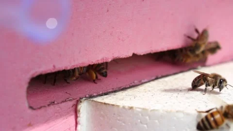 Laborious bees are flying at a blue beehive hole on a sunny day in summer Stock Footage 241099294