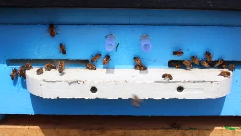 Laborious bees are flying at a blue beehive hole on a sunny day in summer Video stock 241099324