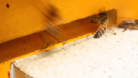 Laborious bees are flying at a blue beehive hole on a sunny day in summer Stock Footage 241099371