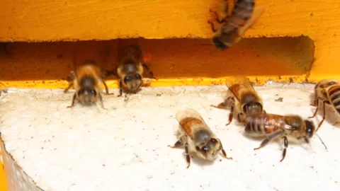 Laborious bees are flying at a blue beehive hole on a sunny day in summer Stock Footage 241099374