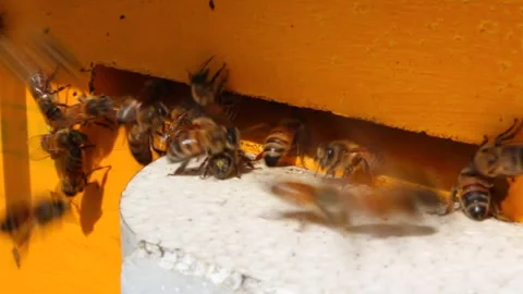 Laborious bees are flying at a blue beehive hole on a sunny day in summer Stockbeeldmateriaal 241099377