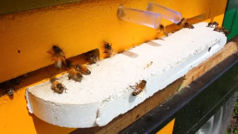 Laborious bees are flying at a blue beehive hole on a sunny day in summer Stock Footage 241099437