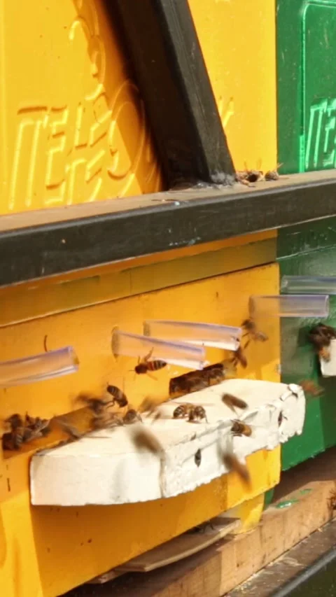 Laborious bees are flying at a blue beehive hole on a sunny day in summer Stockbeeldmateriaal 244085286