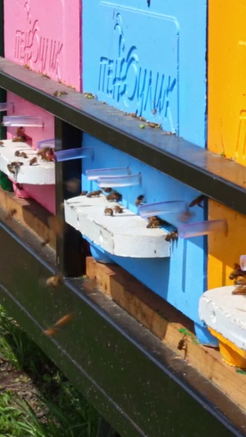 Laborious bees are flying at a blue beehive hole on a sunny day in summer Stockbeeldmateriaal 244085299