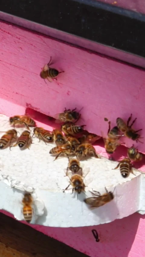 Laborious bees are flying at a blue beehive hole on a sunny day in summer Stock Footage 244085526