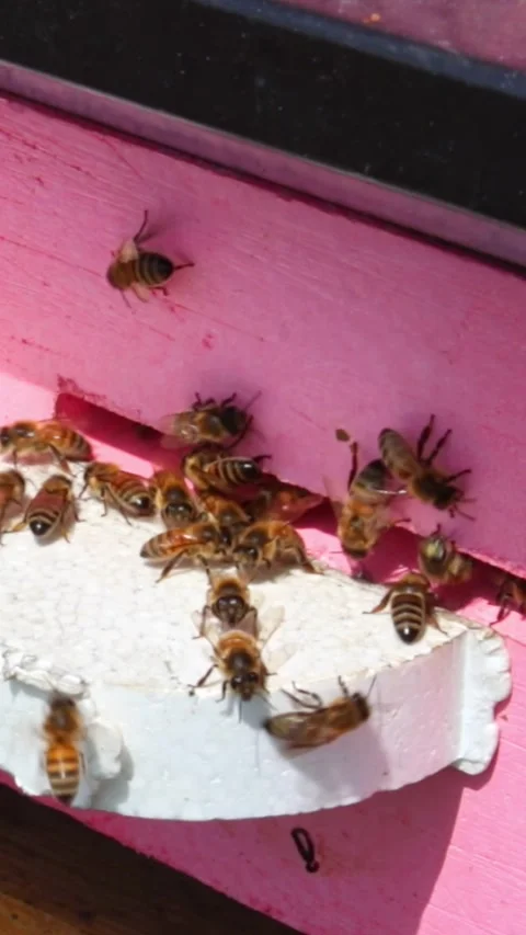 Laborious bees are flying at a blue beehive hole on a sunny day in summer Stock Footage 244085557