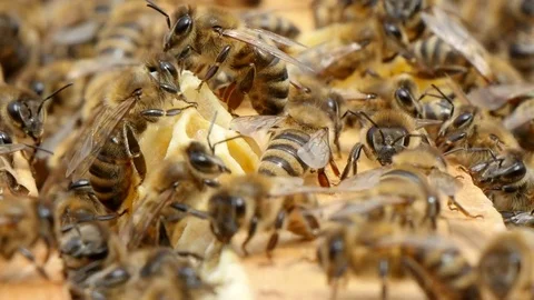 Laborious bees swarm on yellow and white beecombs in a beehive Stock Footage 83667512