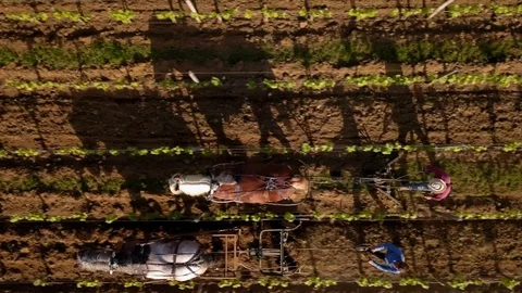 Labour Vineyard with 2 draft horses-Saint-Emilion-France Stock Footage 99411081