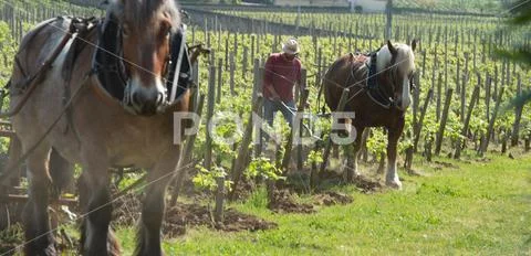 Labour Vineyard with a draft horse, Saint-Emilion, France Stock Photos
