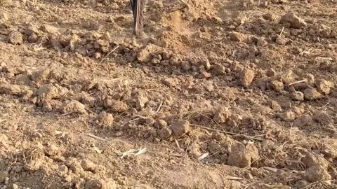 A labourer is working in the field. Stock Footage 143719316