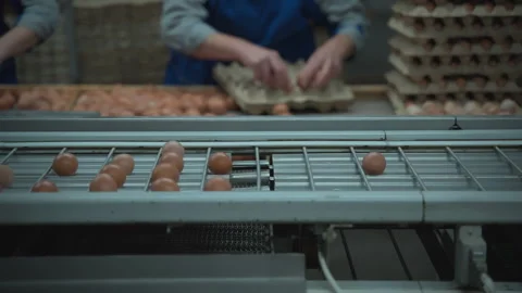 Labourers packaging the brown chicken eggs at the poultry farming facility Stock Footage 275578530