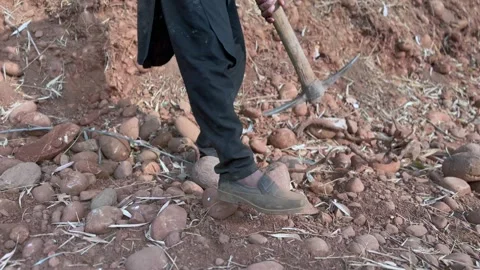 Labourers at work Stock Footage 324511611