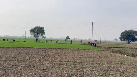 Labourers at work Stock Footage 324514240