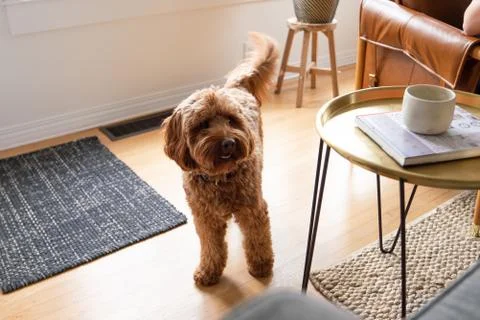 Labradoodle 1 写真素材