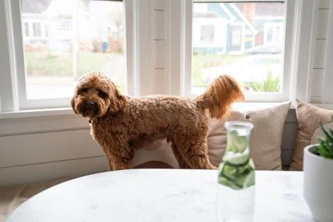 Labradoodle 2 Stock Photos