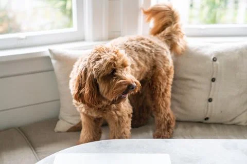 Labradoodle 3 Stock Photos