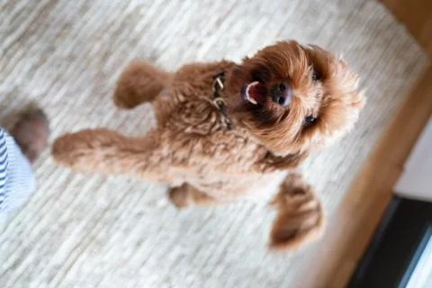 Labradoodle 4 写真素材