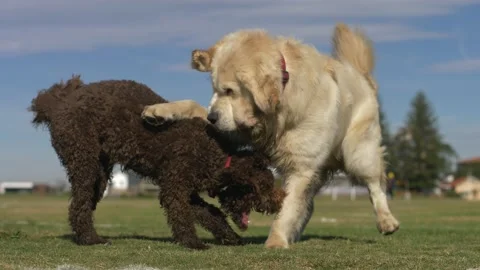 are labradoodles good retriever dogs