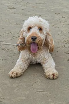 Labradoodle on beach front on Foto stock