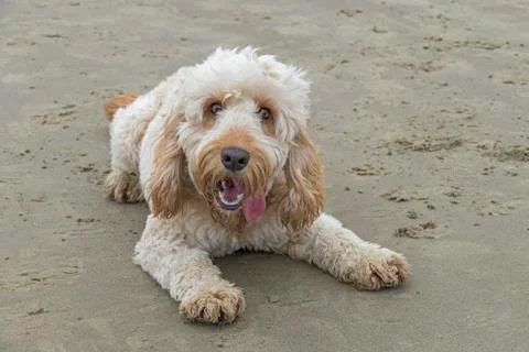 Labradoodle at the beach 스톡 사진