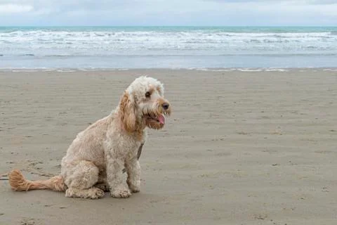 Labradoodle on beach 스톡 사진